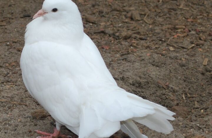 Picture of a dove.